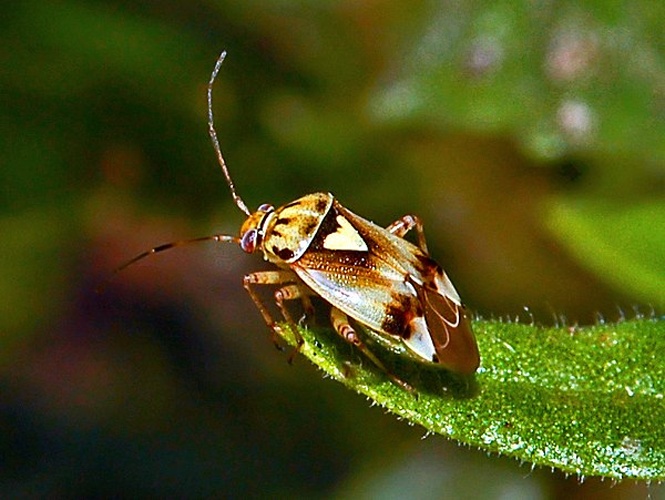 Lygus pratensis &copy; <a href="//commons.wikimedia.org/wiki/User:Hectonichus" title="User:Hectonichus">Hectonichus</a>