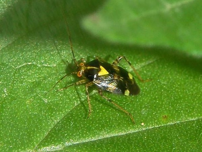 Liocoris tripustulatus © <a href="//commons.wikimedia.org/wiki/User:Hectonichus" title="User:Hectonichus">Hectonichus</a>