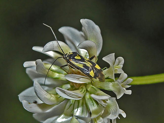 Grypocoris sexguttatus &copy; <a href="//commons.wikimedia.org/wiki/User:Hectonichus" title="User:Hectonichus">Hectonichus</a>