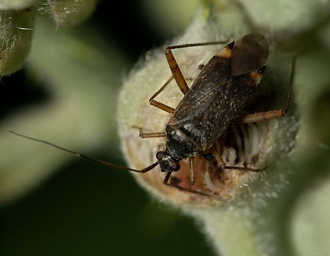  © <a href="//commons.wikimedia.org/wiki/User:Sarefo" title="User:Sarefo">Sarefo</a>