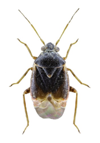 Charagochilus gyllenhalii &copy; Michael J. Raupach, Lars Hendrich, Stefan M. Küchler, Fabian Deister, Jérome Morinière, Martin M. Gossner