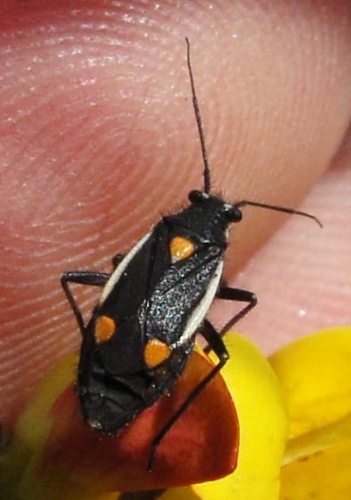 Capsodes gothicus &copy; sarefo