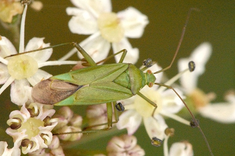 Calocoris affinis © James K. Lindsey