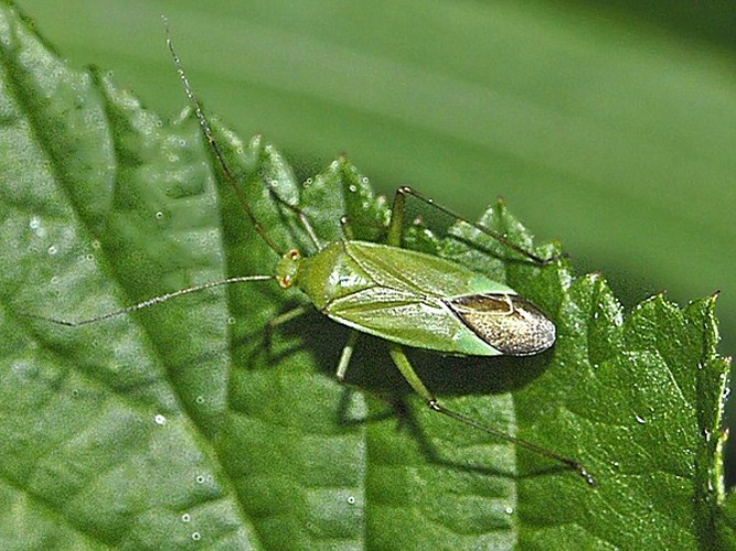Calocoris alpestris © <a href="//commons.wikimedia.org/wiki/User:Hectonichus" title="User:Hectonichus">Hectonichus</a>