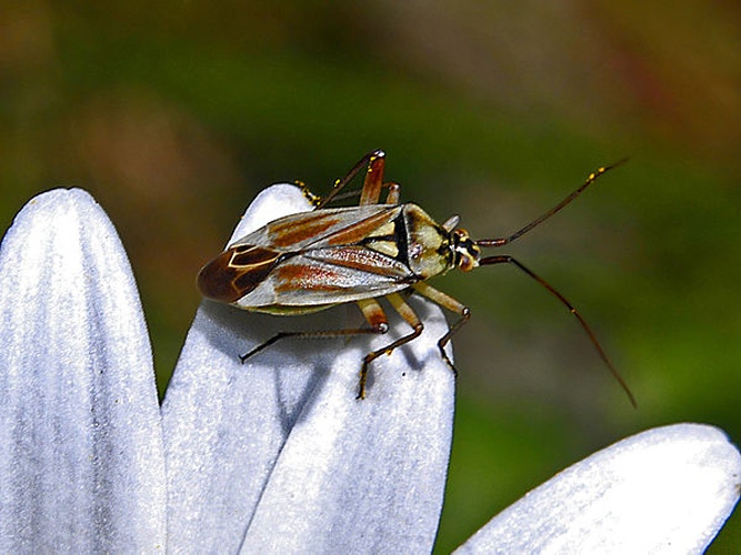Calocoris roseomaculatus © <a href="//commons.wikimedia.org/wiki/User:Hectonichus" title="User:Hectonichus">Hectonichus</a>