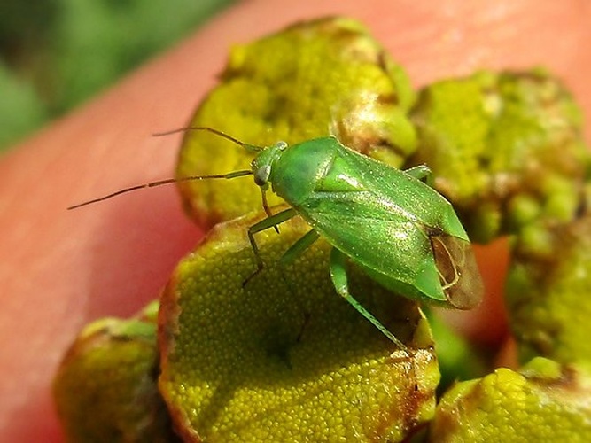 Apolygus lucorum © <a href="//commons.wikimedia.org/wiki/User:Bj.schoenmakers" title="User:Bj.schoenmakers">Bj.schoenmakers</a>