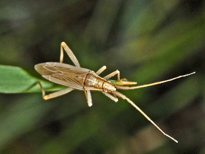 Stenodema holsata © <a href="//commons.wikimedia.org/wiki/User:Hectonichus" title="User:Hectonichus">Hectonichus</a>