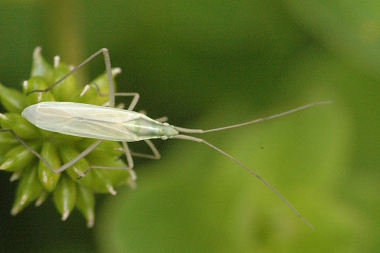 Notostira elongata &copy; James K. Lindsey
