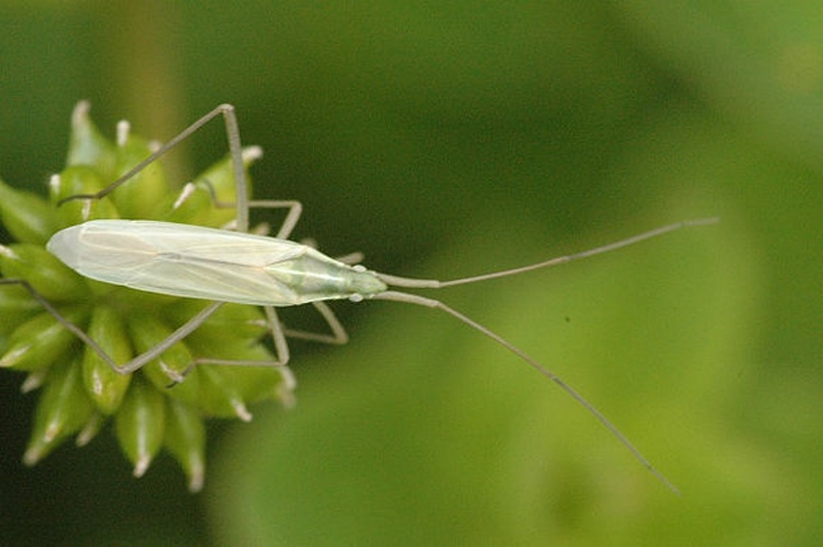 Notostira elongata © James K. Lindsey