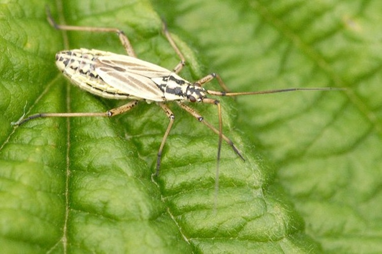 Leptopterna dolabrata &copy; James Lindsey