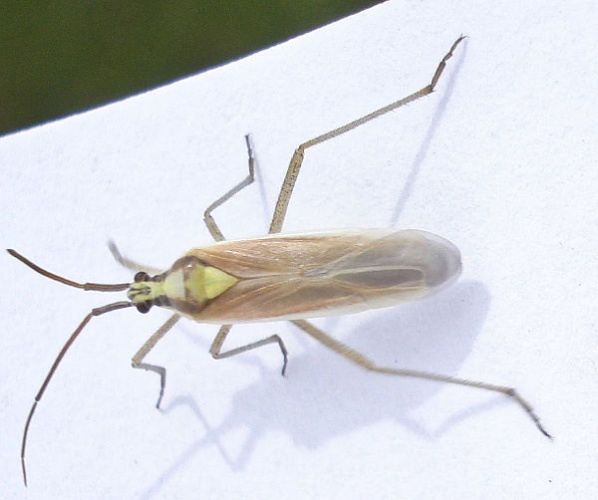 Leptopterna ferrugata &copy; <a rel="nofollow" class="external text" href="https://www.flickr.com/people/25258702@N04">Mick Talbot</a>