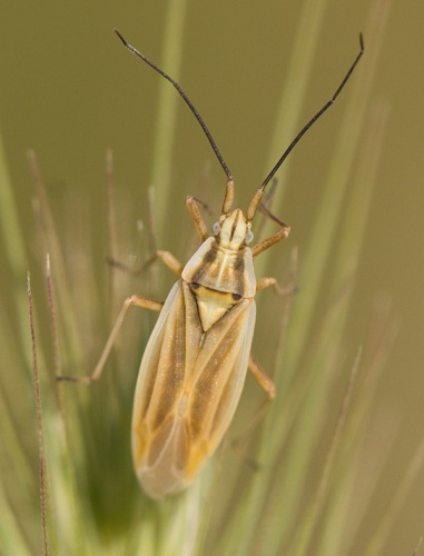 Acetropis carinata © <a href="//commons.wikimedia.org/w/index.php?title=User:Aleksandar_%C4%90uki%C4%87&amp;action=edit&amp;redlink=1" class="new" title="User:Aleksandar Đukić (page does not exist)">Aleksandar Đukić</a>