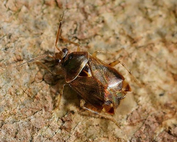 Deraeocoris flavilinea © 