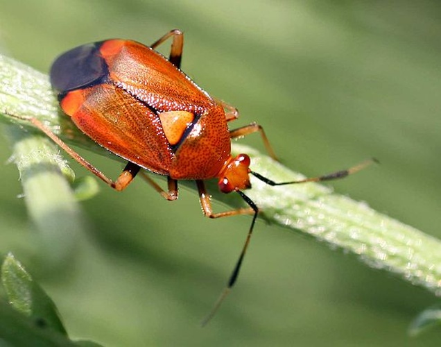 Deraeocoris olivaceus &copy; 