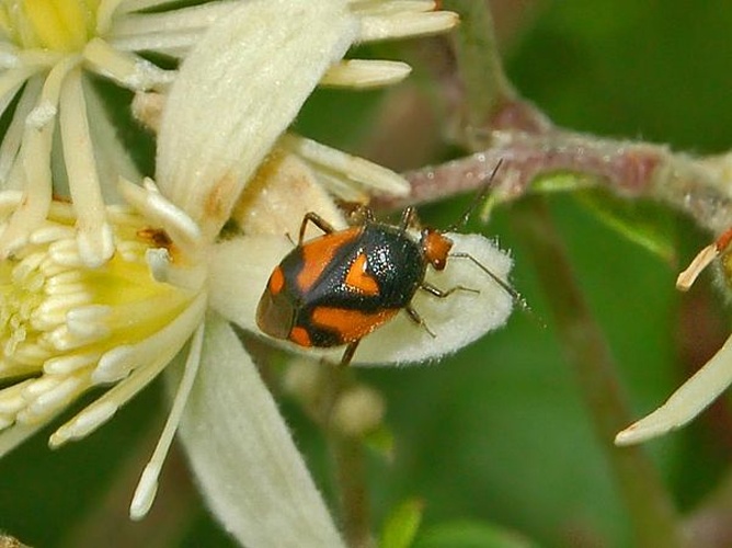 Deraeocoris schach &copy; <a href="//commons.wikimedia.org/wiki/User:Hectonichus" title="User:Hectonichus">Hectonichus</a>