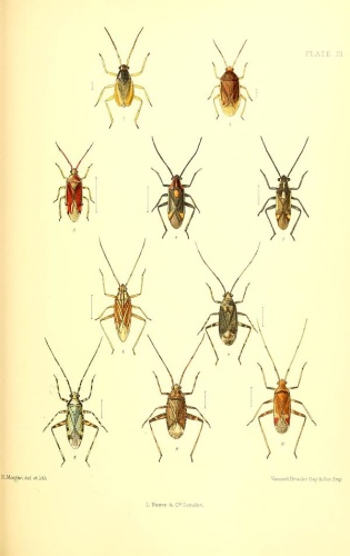 Monalocoris filicis © Edward Saunders