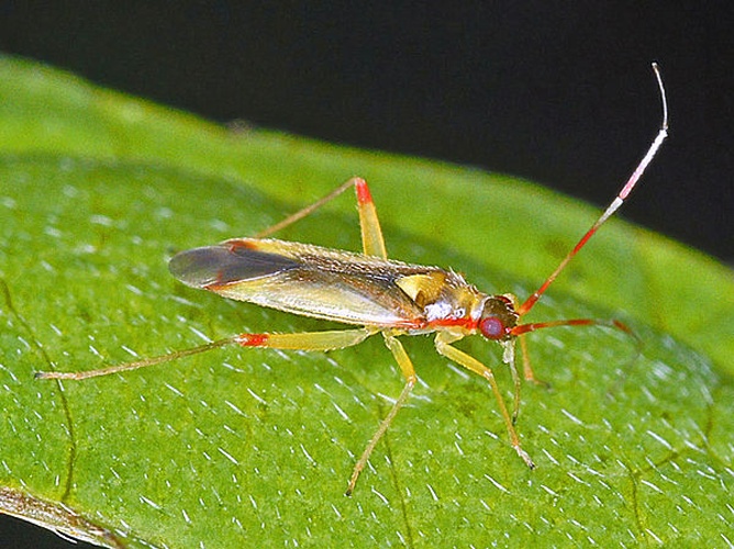 Campyloneura virgula &copy; <a href="//commons.wikimedia.org/wiki/User:Hectonichus" title="User:Hectonichus">Hectonichus</a>