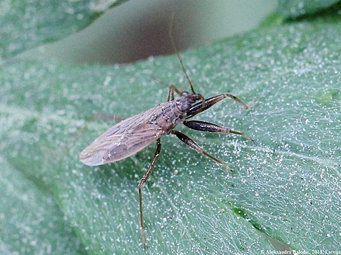 Nabis brevis &copy; <a href="//commons.wikimedia.org/wiki/User:AfroBrazilian" title="User:AfroBrazilian">AfroBrazilian</a>