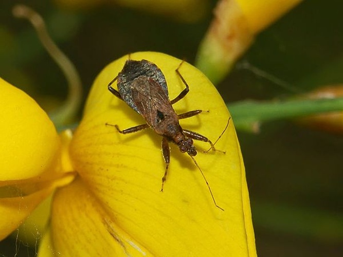 Himacerus mirmicoides &copy; <a href="//commons.wikimedia.org/wiki/User:Hectonichus" title="User:Hectonichus">Hectonichus</a>