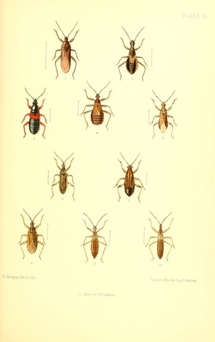 Himacerus boops © Edward Saunders