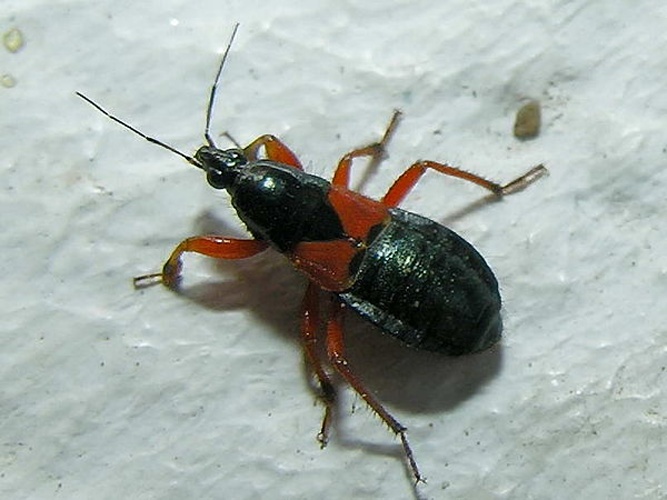 Prostemma guttula &copy; Luis Miguel Bugallo Sánchez (<a href="//commons.wikimedia.org/wiki/User:Lmbuga" title="User:Lmbuga">http://commons.wikimedia.org/wiki/User:Lmbuga</a>)
