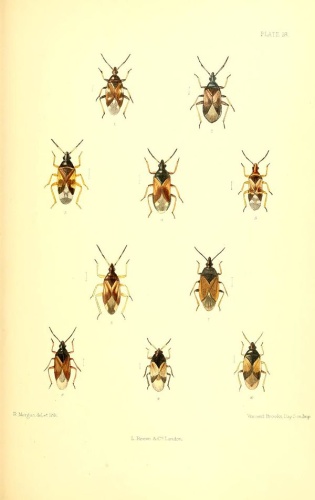 Temnostethus pusillus © Edward Saunders