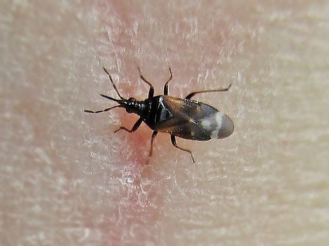 Anthocoris confusus © <a href="//commons.wikimedia.org/wiki/User:Bj.schoenmakers" title="User:Bj.schoenmakers">Bj.schoenmakers</a>