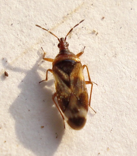 Anthocoris limbatus © <a rel="nofollow" class="external text" href="https://www.flickr.com/people/25258702@N04">Mick Talbot</a>