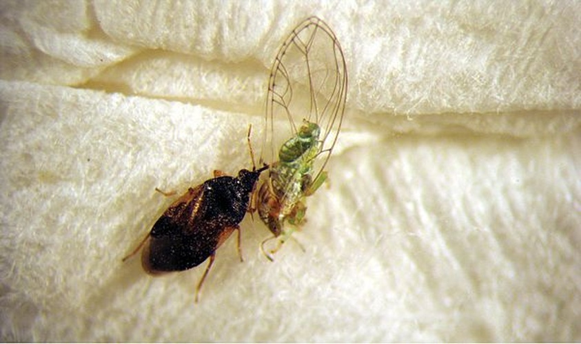 Orius minutus &copy; Jerinic-Prodanovic Dusanka, Protić Ljiljana