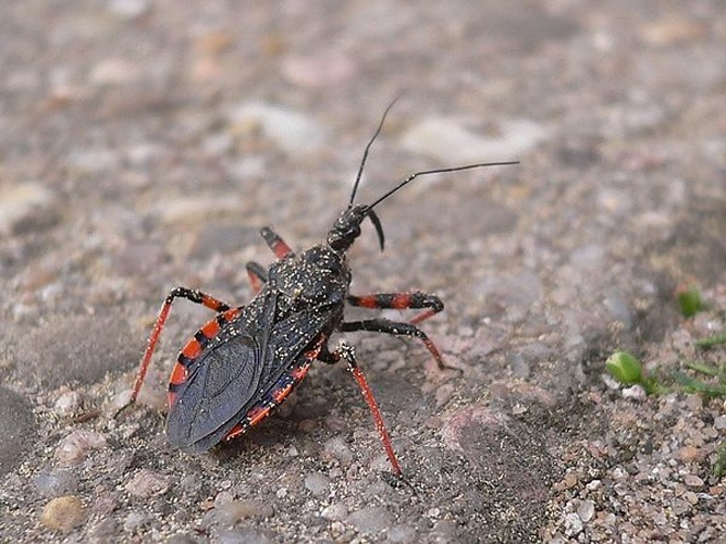 Rhynocoris annulatus © 