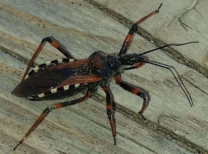 Rhynocoris cuspidatus © <a href="//commons.wikimedia.org/w/index.php?title=User:Slimguy&amp;action=edit&amp;redlink=1" class="new" title="User:Slimguy (page does not exist)">Slimguy</a>