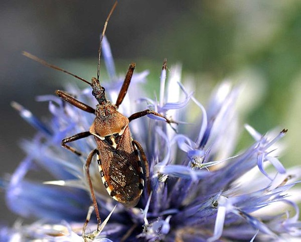 Rhynocoris erythropus &copy; 