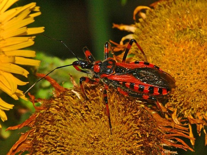 Rhynocoris iracundus © <a href="//commons.wikimedia.org/wiki/User:Hectonichus" title="User:Hectonichus">Hectonichus</a>