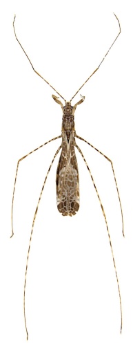 Empicoris culiciformis © Michael J. Raupach, Lars Hendrich, Stefan M. Kuchler, Fabian Deister, Jérome Moriniére, Martin M. Gossner