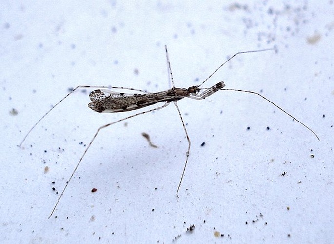 Empicoris vagabundus &copy; <a rel="nofollow" class="external text" href="https://www.flickr.com/people/25258702@N04">Mick Talbot</a> from Lincoln (U.K.), England