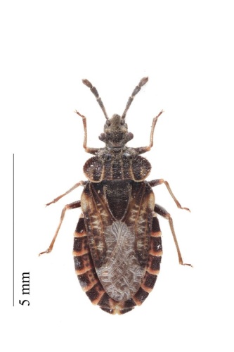 Aradus bimaculatus &copy; Iwan Van Hoogmoed