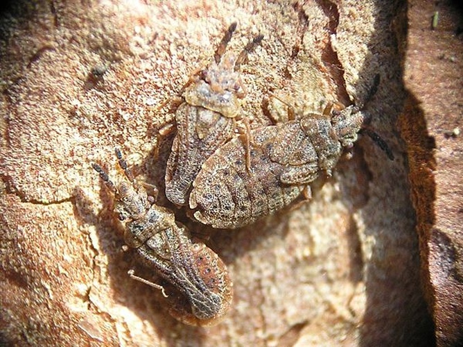 Aradus cinnamomeus &copy; 