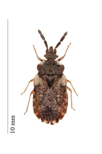 Aradus depressus © Iwan Van Hoogmoed