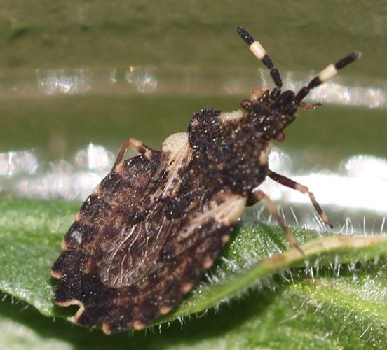 Aradus versicolor &copy; <a href="//commons.wikimedia.org/w/index.php?title=User:Slimguy&amp;action=edit&amp;redlink=1" class="new" title="User:Slimguy (page does not exist)">Slimguy</a>