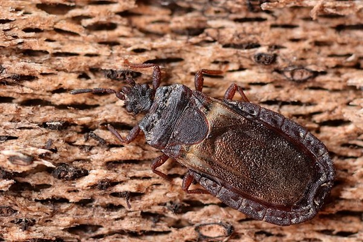 Aneurus avenius © <a rel="nofollow" class="external text" href="https://www.flickr.com/people/9082612@N05">Gilles San Martin</a> from Namur, Belgium