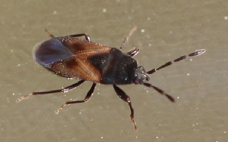 Tropistethus holosericus © <a href="//commons.wikimedia.org/w/index.php?title=User:Slimguy&amp;action=edit&amp;redlink=1" class="new" title="User:Slimguy (page does not exist)">Slimguy</a>