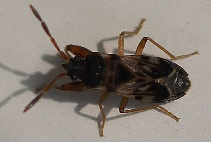 Scolopostethus affinis © <a href="//commons.wikimedia.org/wiki/User:Thijsdegraaf" title="User:Thijsdegraaf">Thijsdegraaf</a>