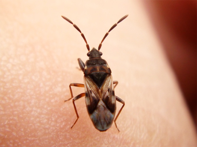 Scolopostethus decoratus &copy; <a rel="nofollow" class="external text" href="https://flickr.com/people/31719561@N05">João Coelho</a>