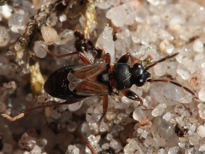 Ischnocoris angustulus &copy; <a href="//commons.wikimedia.org/w/index.php?title=User:Kleine_Halle&amp;action=edit&amp;redlink=1" class="new" title="User:Kleine Halle (page does not exist)">Kleine Halle</a>