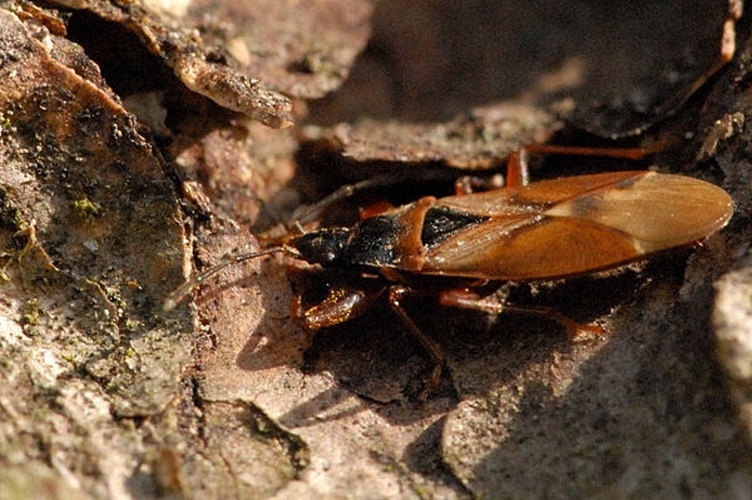 Gastrodes abietum © James K. Lindsey