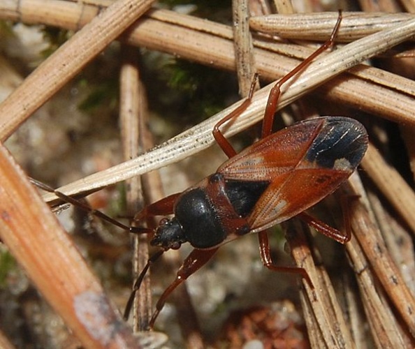 Eremocoris abietis &copy; <a href="//commons.wikimedia.org/w/index.php?title=User:Accipiter&amp;action=edit&amp;redlink=1" class="new" title="User:Accipiter (page does not exist)">Accipiter</a> (R. Altenkamp, Berlin)
