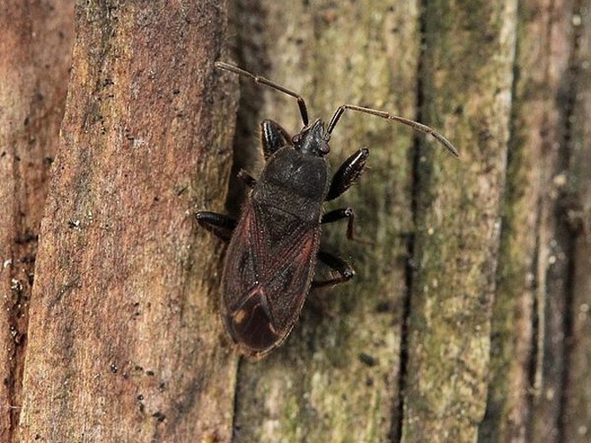 Eremocoris plebejus © <a href="//commons.wikimedia.org/w/index.php?title=User:Kleine_Halle&amp;action=edit&amp;redlink=1" class="new" title="User:Kleine Halle (page does not exist)">Kleine Halle</a>