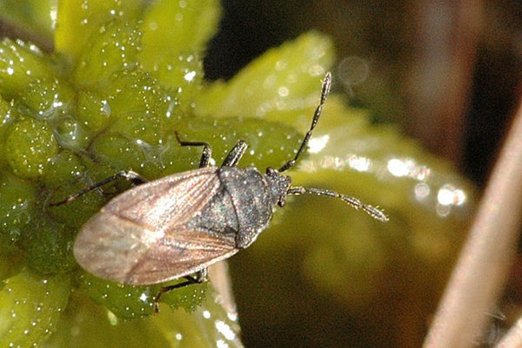 Drymus brunneus &copy; James K. Lindsey