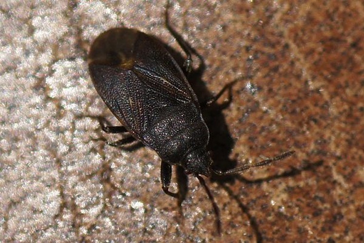 Drymus ryeii &copy; <a href="//commons.wikimedia.org/wiki/User:Thijsdegraaf" title="User:Thijsdegraaf">Thijsdegraaf</a>