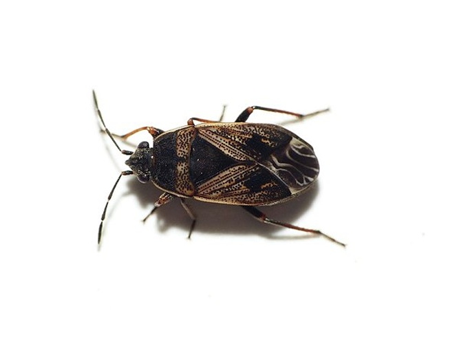 Trapezonotus dispar &copy; <table style="width:100%; border:1px solid #aaa; background:#efd; text-align:center"><tbody><tr>
<td>
<a href="//commons.wikimedia.org/wiki/File:Aspitates_ochrearia.jpg" class="image"><img alt="Aspitates ochrearia.jpg" src="https://upload.wikimedia.org/wikipedia/commons/thumb/b/bc/Aspitates_ochrearia.jpg/55px-Aspitates_ochrearia.jpg" decoding="async" width="55" height="41" srcset="https://upload.wikimedia.org/wikipedia/commons/thumb/b/bc/Aspitates_ochrearia.jpg/83px-Aspitates_ochrearia.jpg 1.5x, https://upload.wikimedia.org/wikipedia/commons/thumb/b/bc/Aspitates_ochrearia.jpg/110px-Aspitates_ochrearia.jpg 2x" data-file-width="800" data-file-height="600"></a>
</td>
<td>This image is created by user <a rel="nofollow" class="external text" href="http://waarneming.nl/user/photos/19474">Dick Belgers</a> at <a rel="nofollow" class="external text" href="http://waarneming.nl/">waarneming.nl</a>, a source of nature observations in the Netherlands.
</td>
</tr></tbody></table>